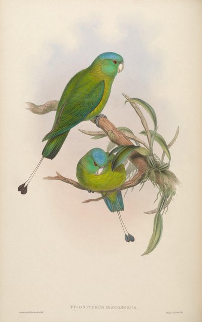 Prioniturus discurus by John Gould